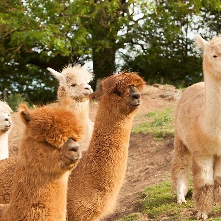 The Llama Hut Kirklevington Экстерьер фото